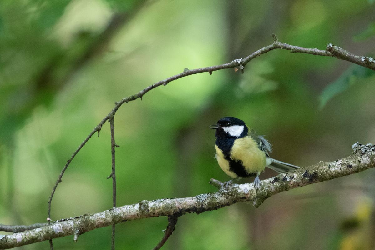 Great Tit (Parus major)