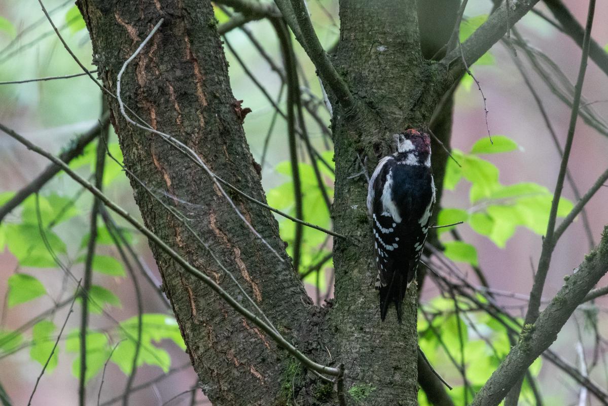 Middle spotted woodpecker (Dendrocoptes medius)