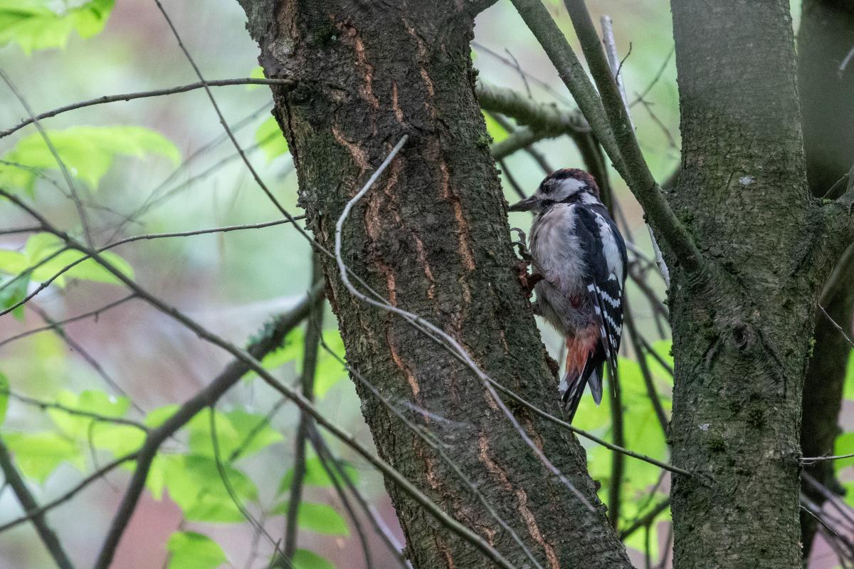 Middle spotted woodpecker (Dendrocoptes medius)