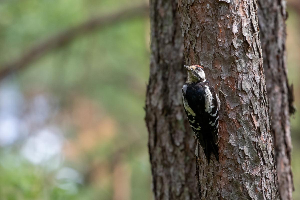 Middle spotted woodpecker (Dendrocoptes medius)