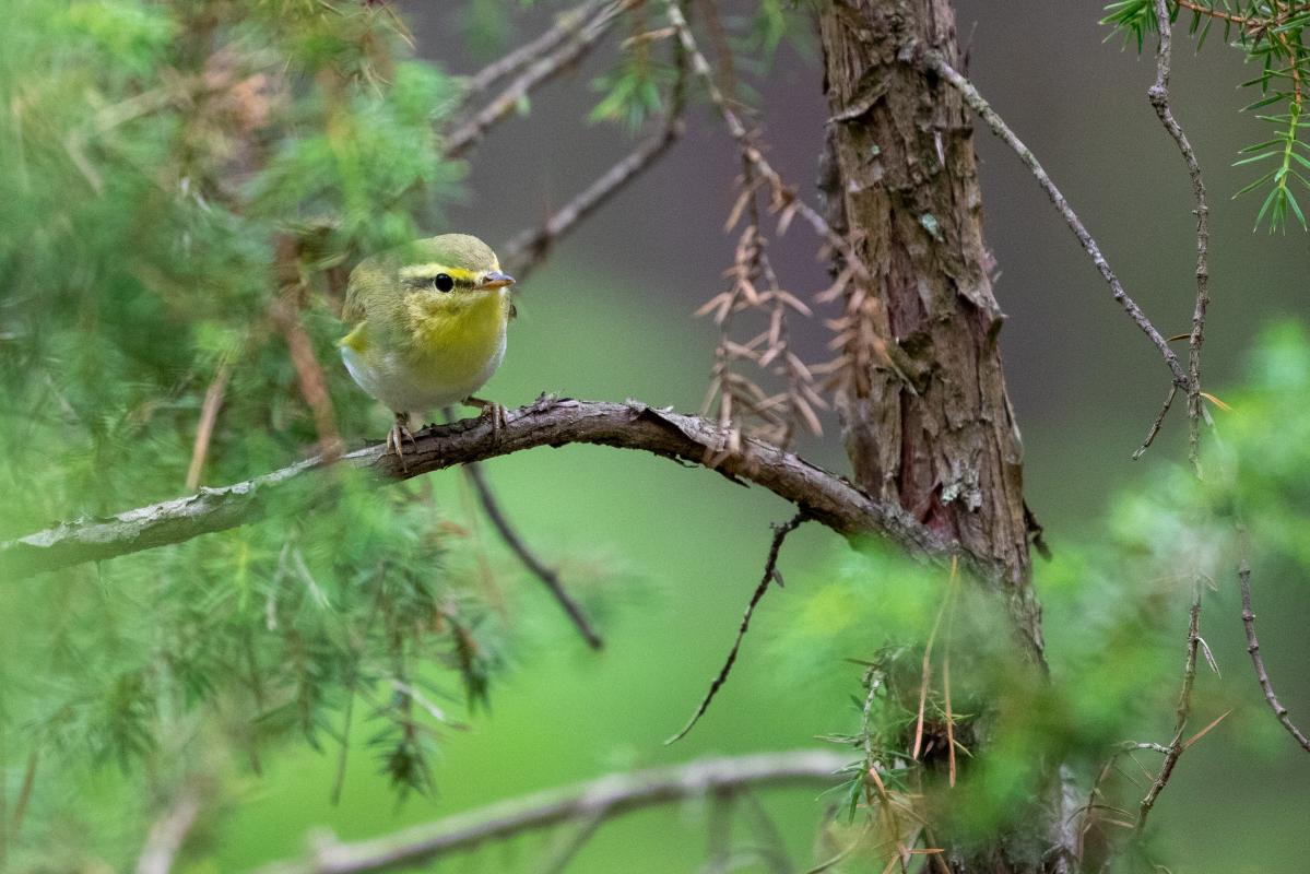 Wood Warbler (Phylloscopus sibilatrix)