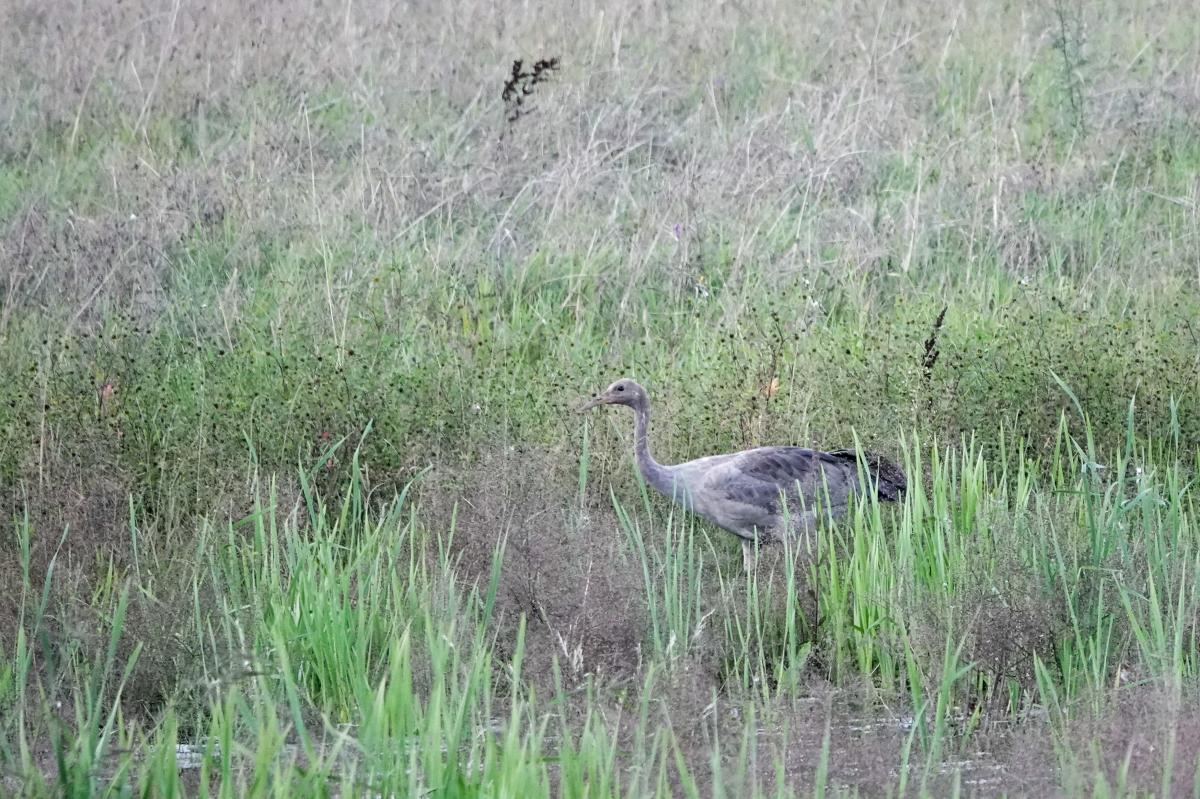 Common Crane (Grus grus)