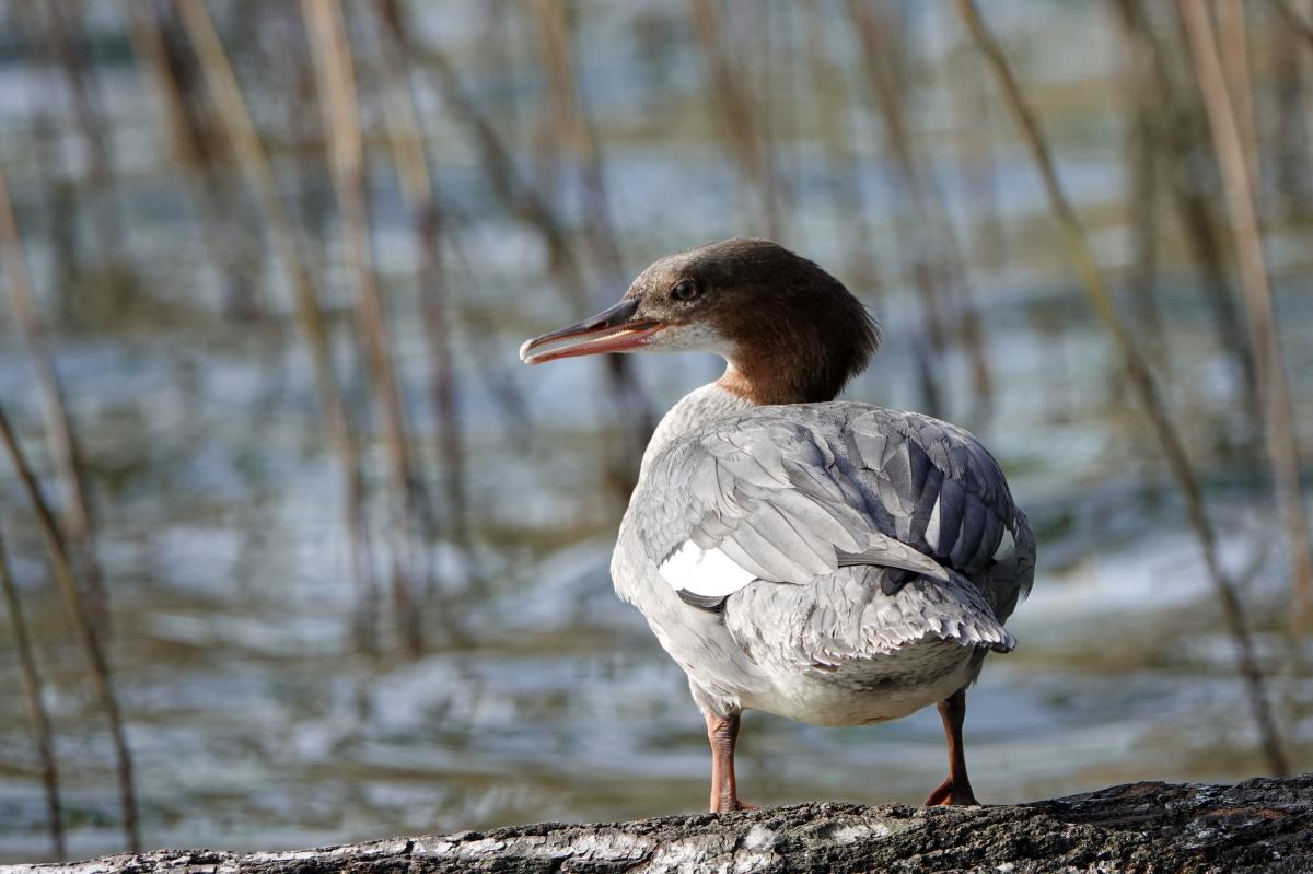 Common Merganser (Mergus merganser)