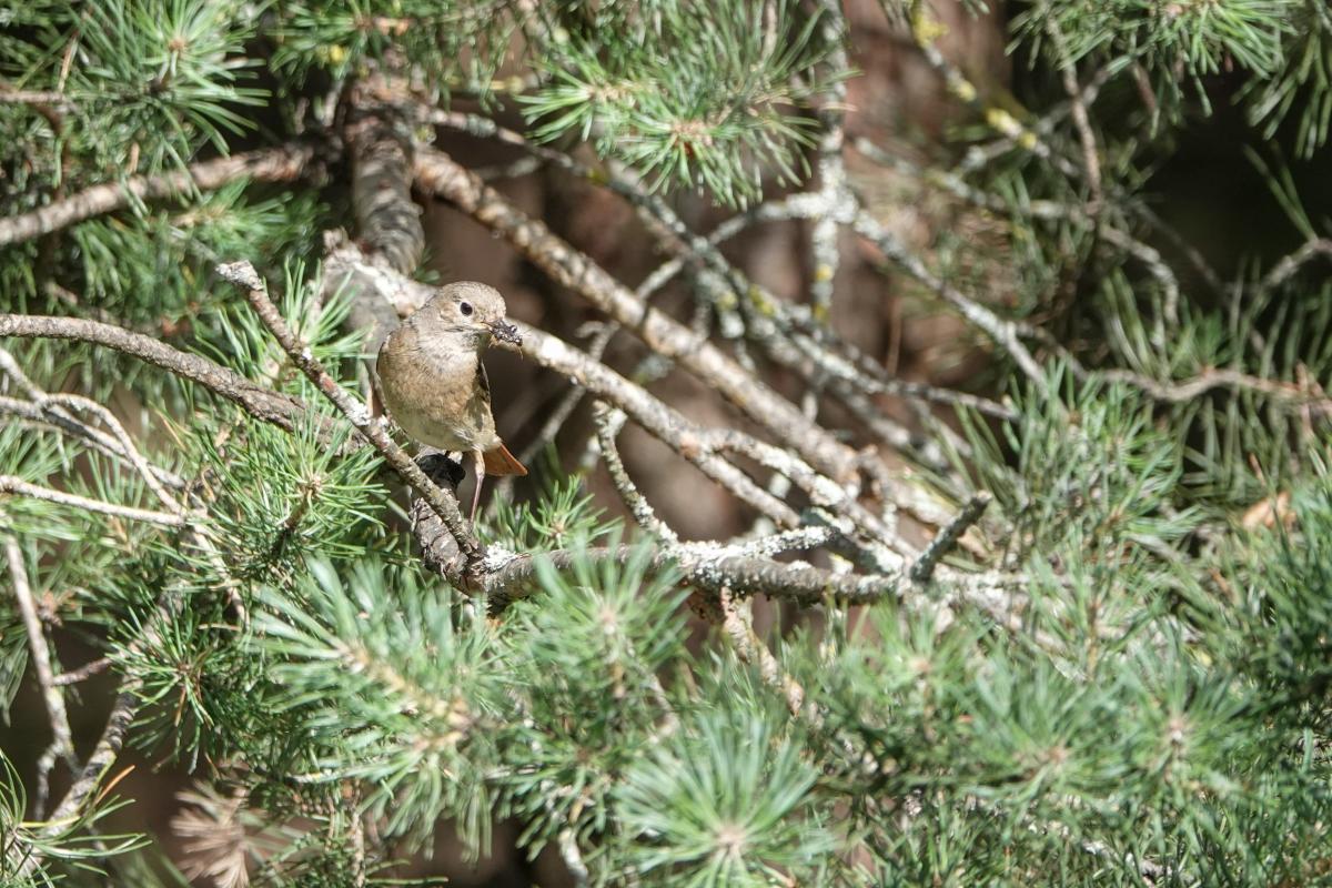 Common Redstart (Phoenicurus phoenicurus)