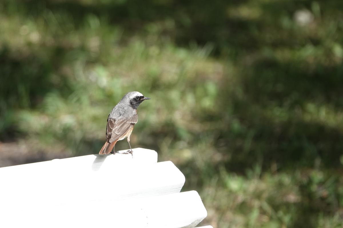 Common Redstart (Phoenicurus phoenicurus)