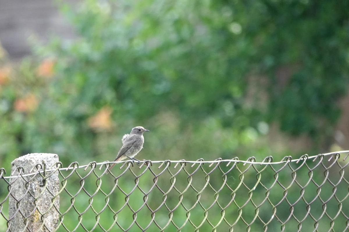 Common Redstart (Phoenicurus phoenicurus)