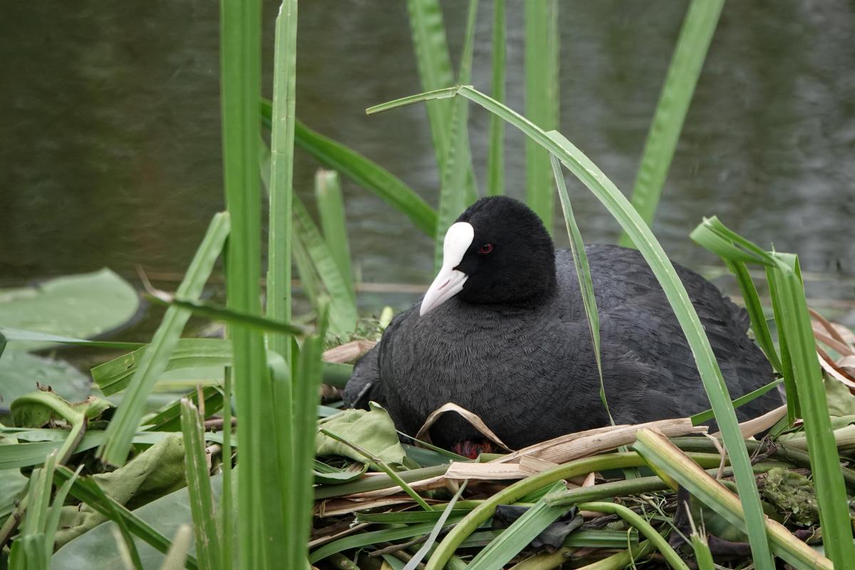 Eurasian Coot (Fulica atra)