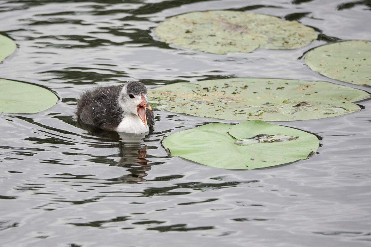 Eurasian Coot (Fulica atra)