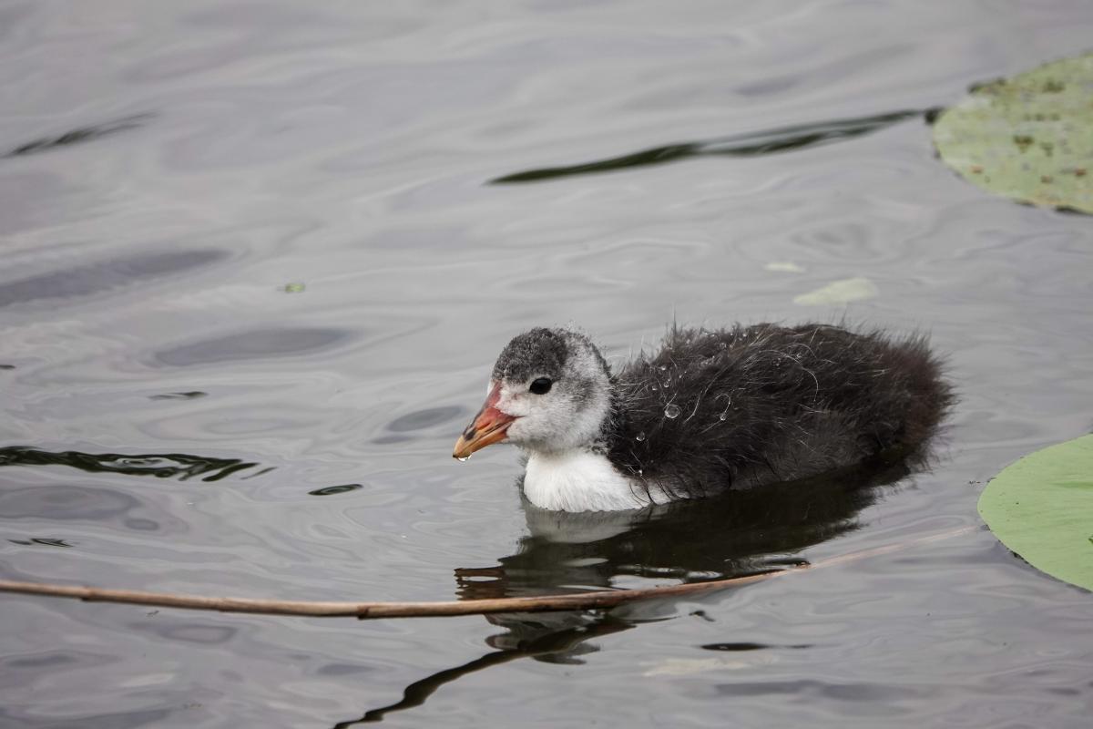 Eurasian Coot (Fulica atra)