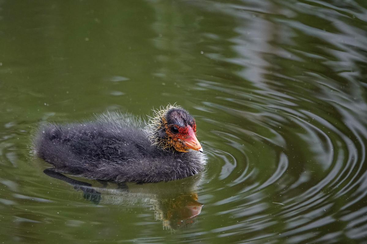 Eurasian Coot (Fulica atra)