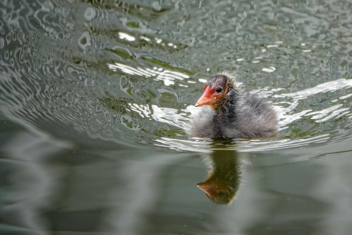 Eurasian Coot (Fulica atra)