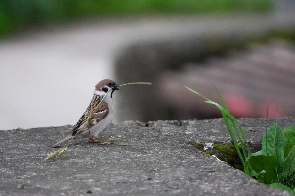 Eurasian Tree Sparrow (Passer montanus)