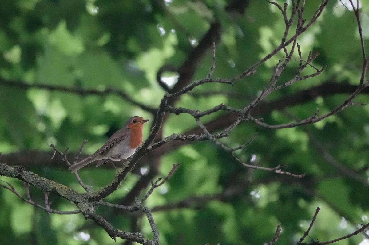 European Robin (Erithacus rubecula)