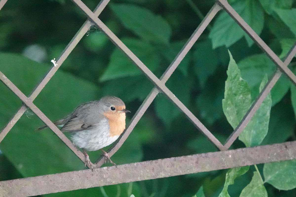 European Robin (Erithacus rubecula)