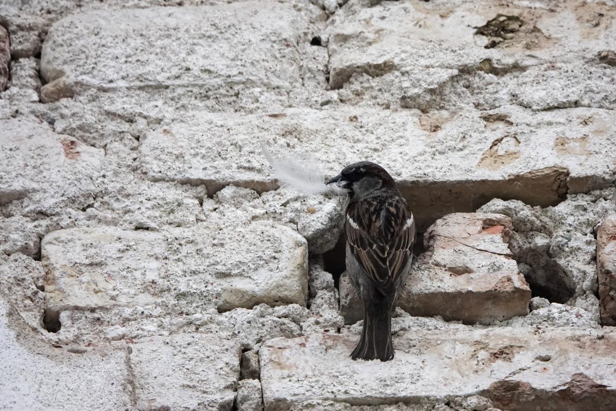 House Sparrow (Passer domesticus)