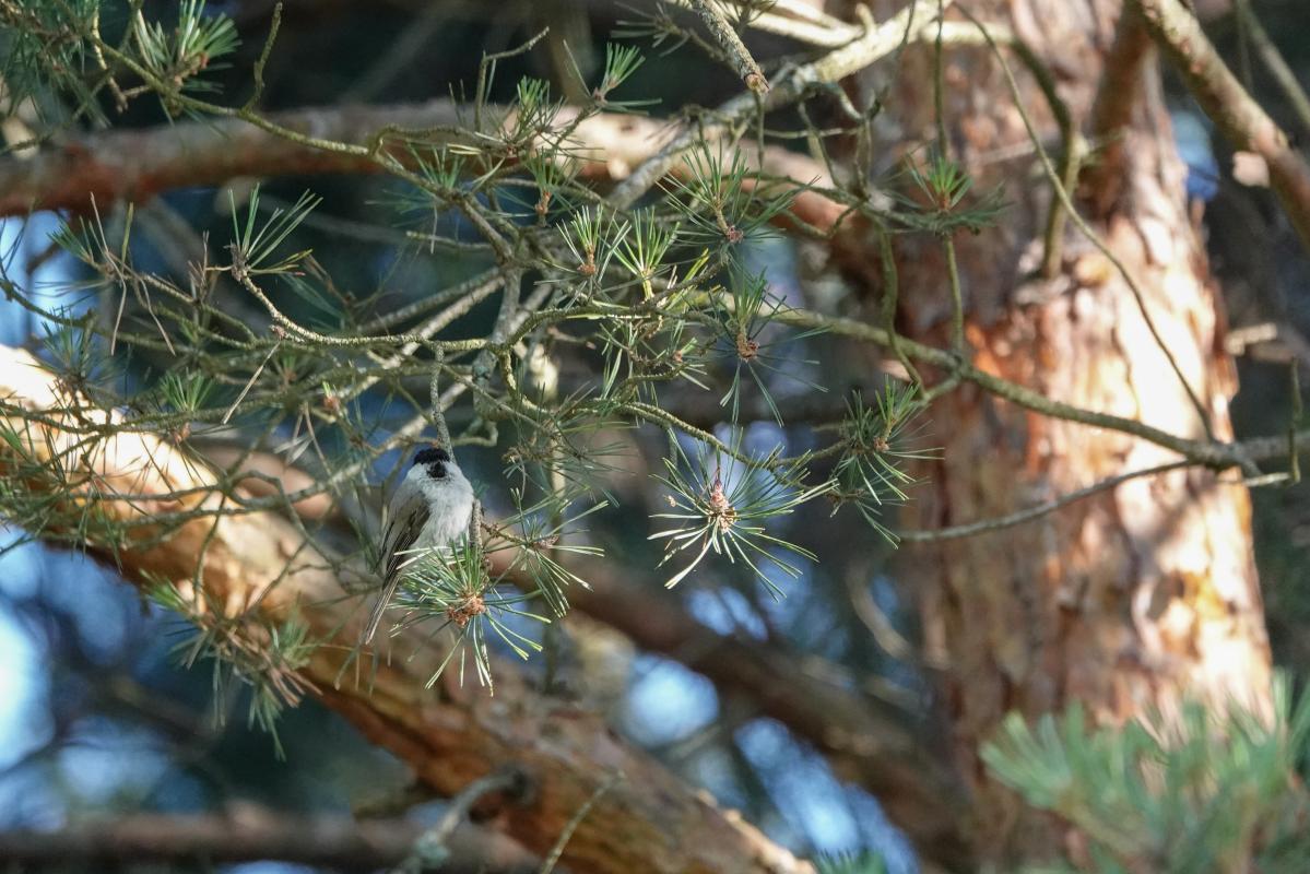 Marsh tit (Poecile palustris)