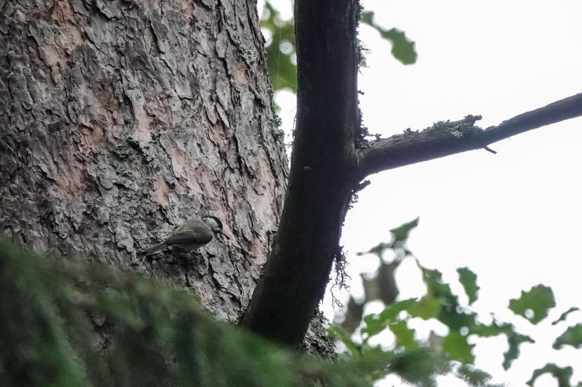 Marsh tit (Poecile palustris)