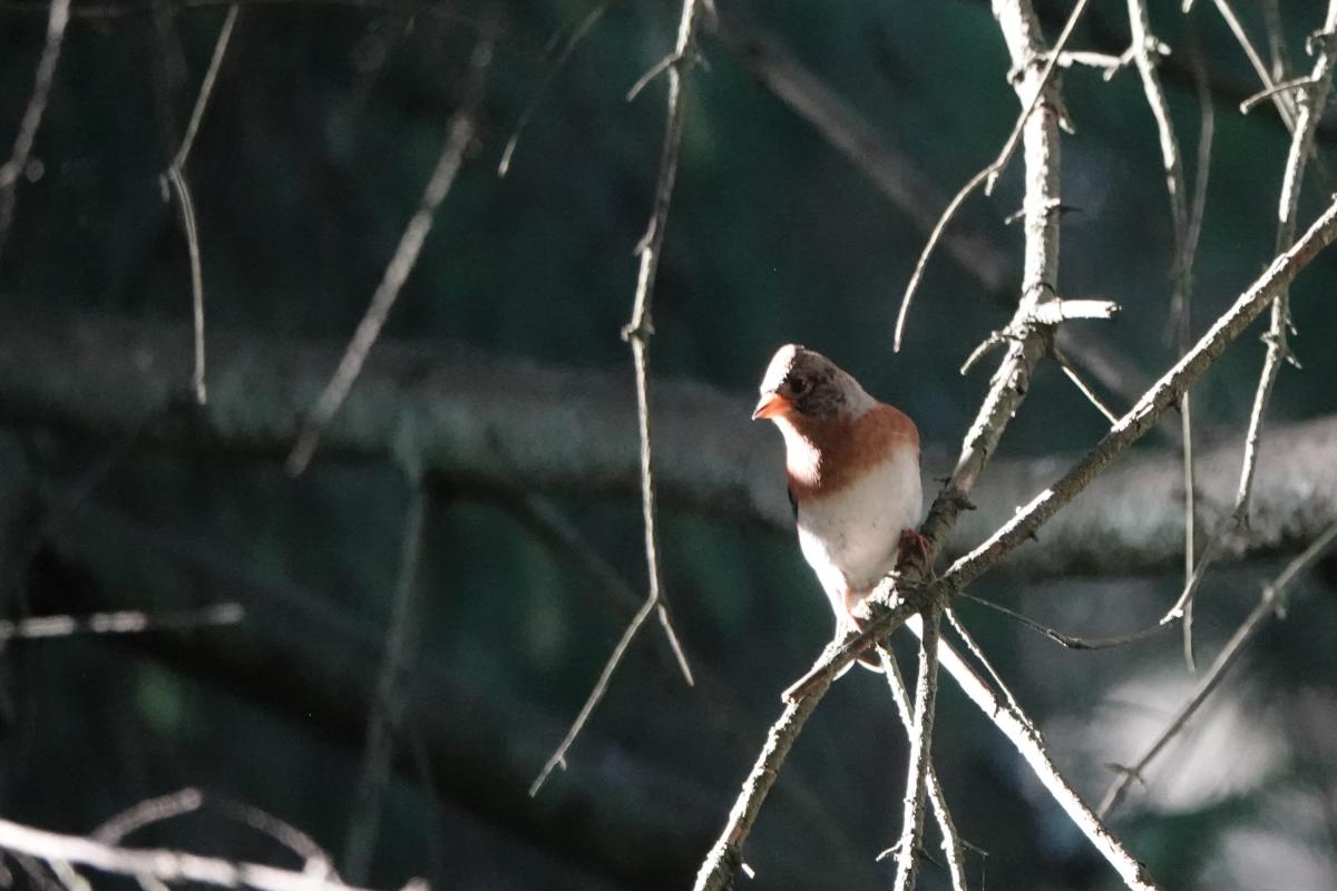 Brambling (Fringilla montifringilla)
