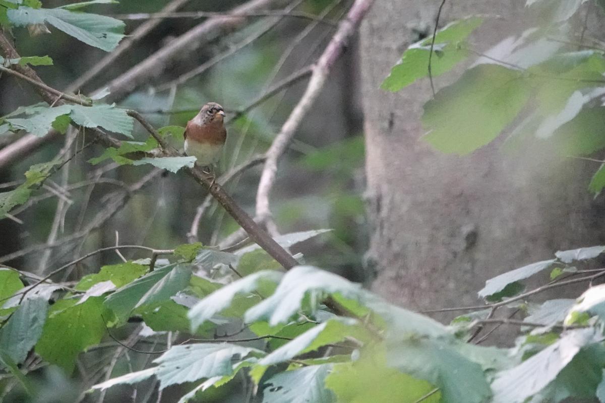 Brambling (Fringilla montifringilla)