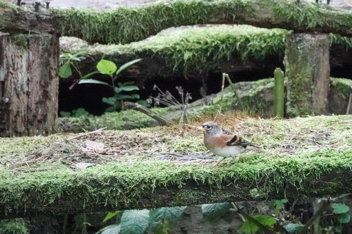 Brambling (Fringilla montifringilla)