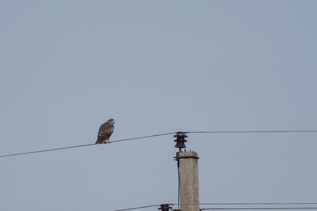 Common buzzard (Buteo buteo)
