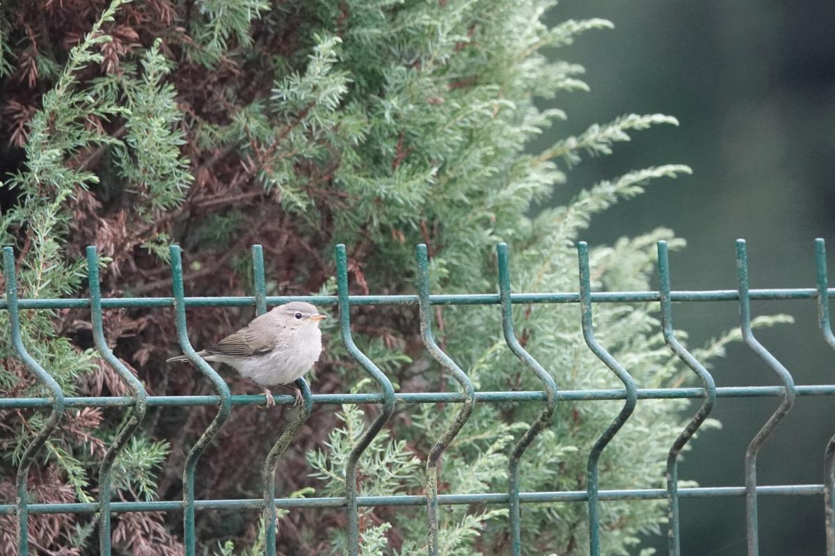 Common chiffchaff (Phylloscopus collybita), Kelias Be Pavadinimo, Kernavė, Vilnius County, Lithuania, 2025-08-10 Common chiffchaff (Phylloscopus collybita)