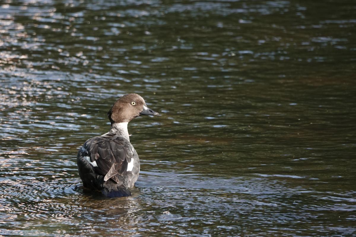 Common Goldeneye (Bucephala clangula)