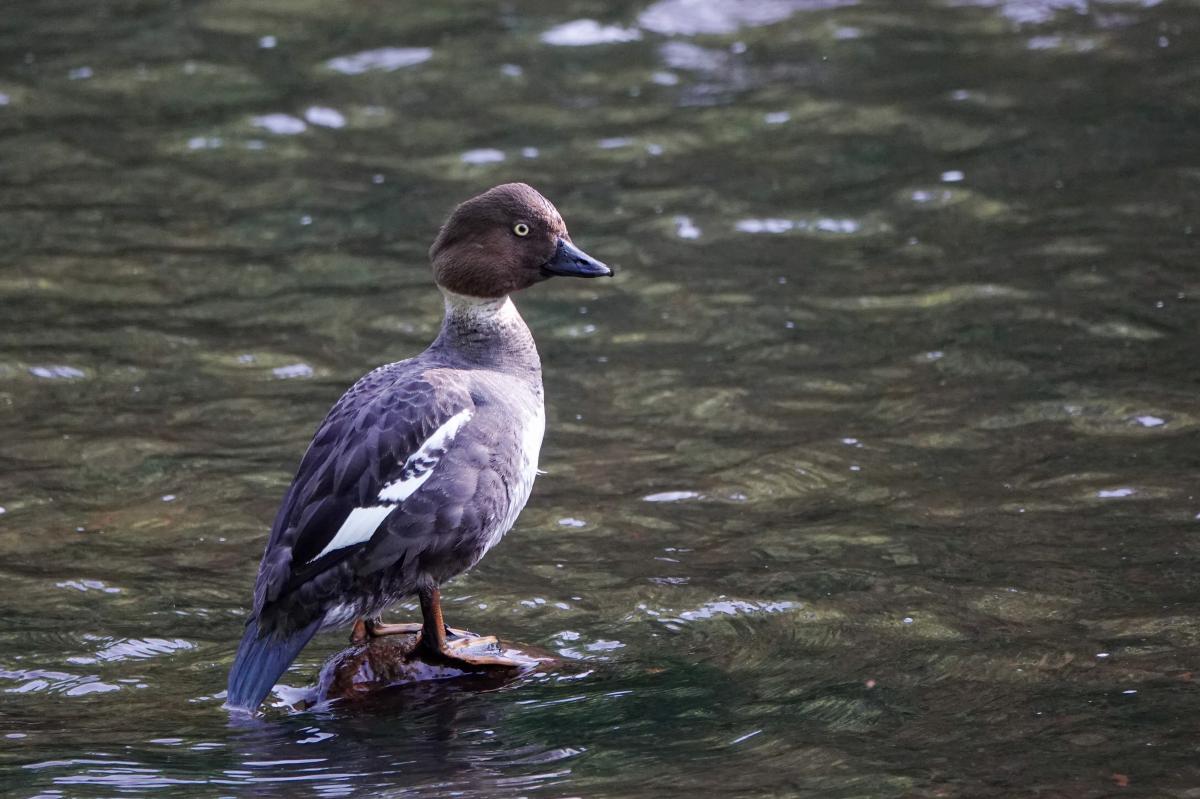 Common Goldeneye (Bucephala clangula)