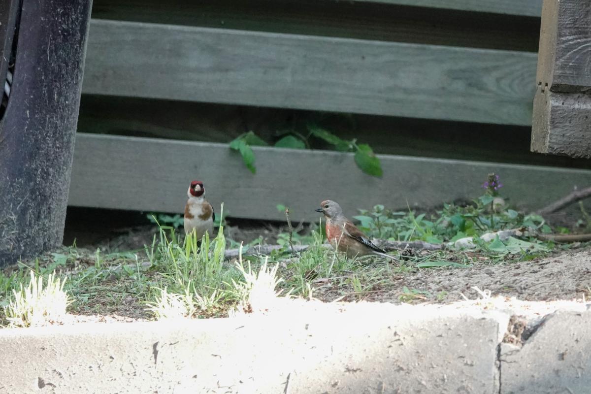 Common Linnet (Carduelis cannabina), Ungurio, Statkonys, Vilniaus apskritis, Lithuania, 2025-07-12 Common Linnet (Carduelis cannabina)
