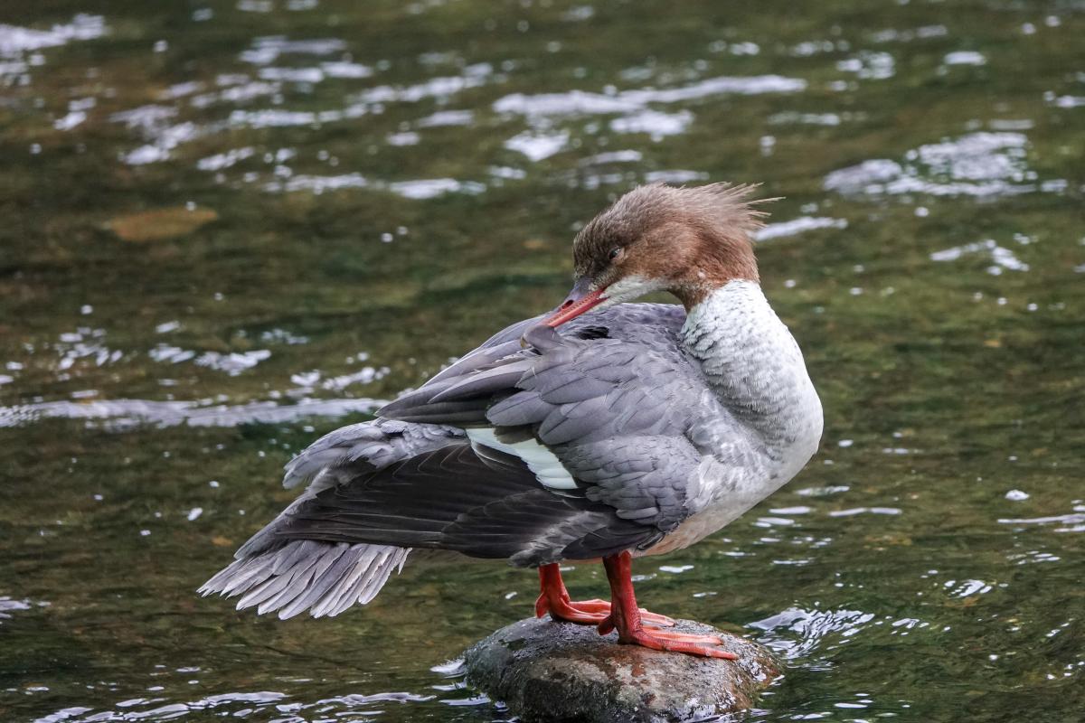 Common Merganser (Mergus merganser)