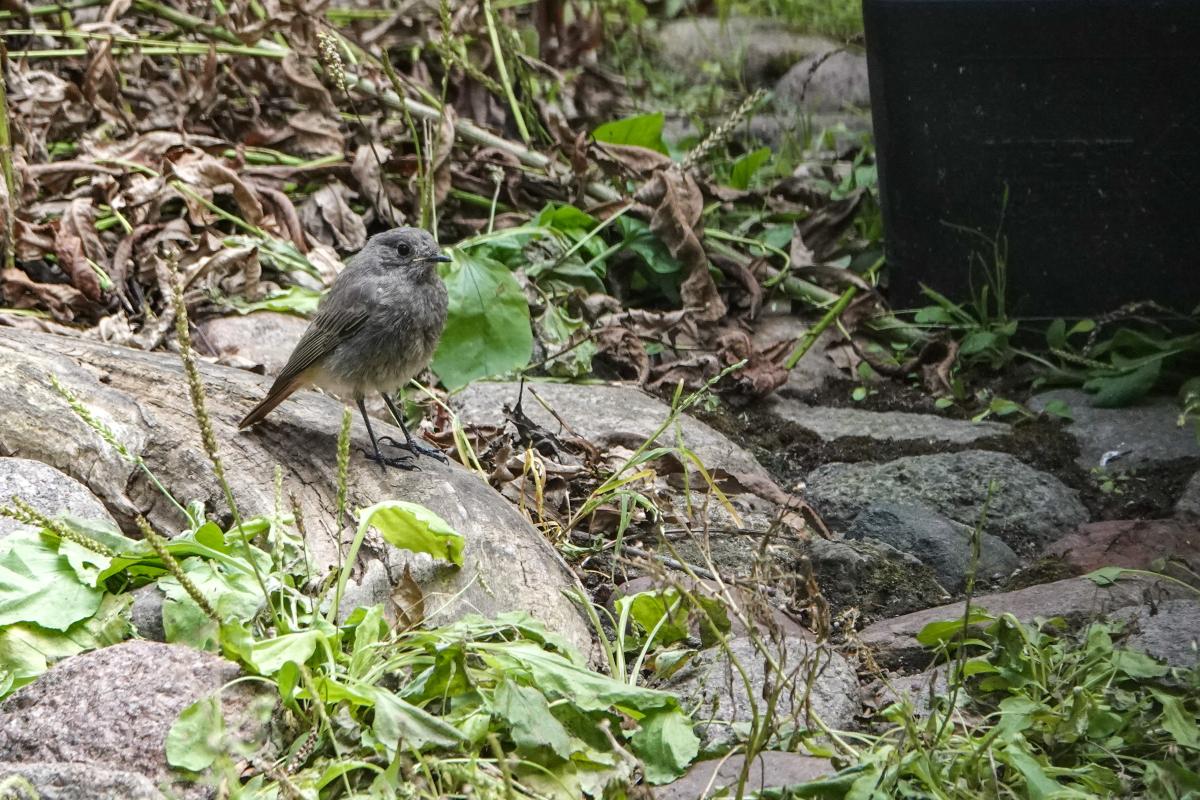 Common Redstart (Phoenicurus phoenicurus)