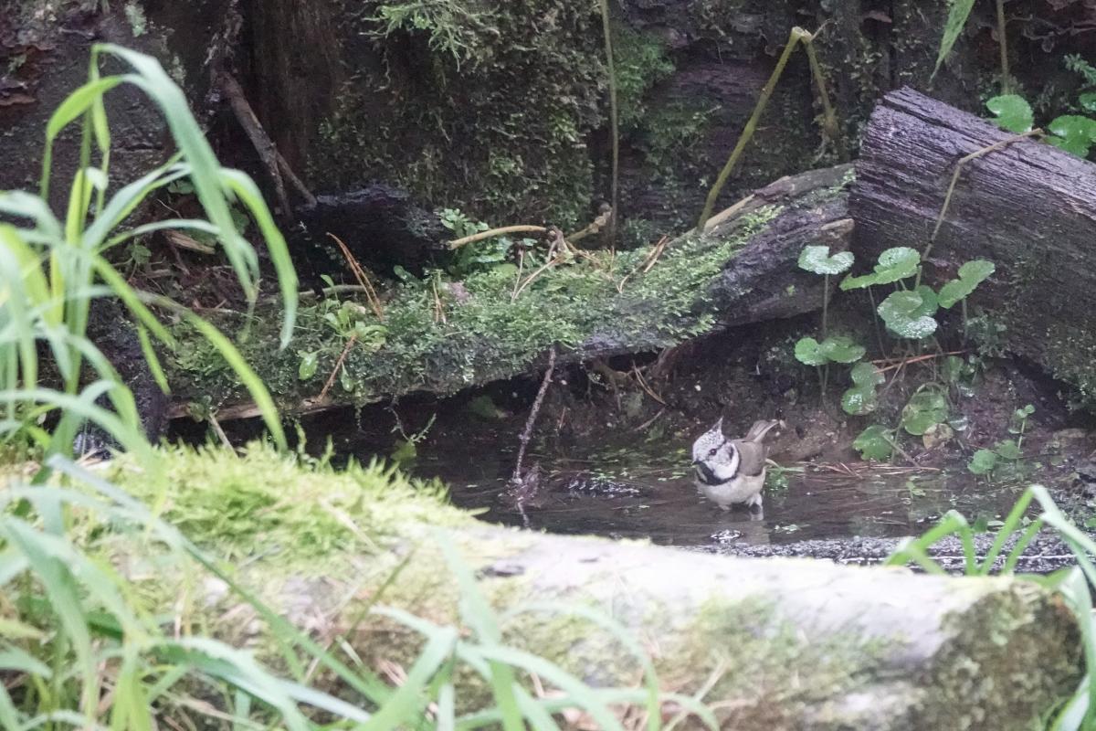 Crested tit (Lophophanes cristatus), Kelias Be Pavadinimo, Svistūnai, Vilniaus apskritis, Lithuania, 2025-09-21 Crested tit (Lophophanes cristatus)