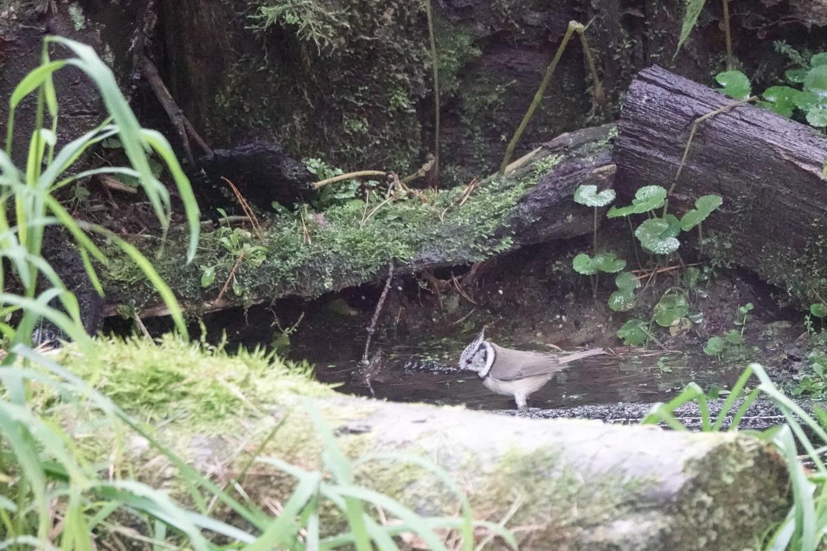 Crested tit (Lophophanes cristatus), Kelias Be Pavadinimo, Svistūnai, Vilniaus apskritis, Lithuania, 2025-09-21 Crested tit (Lophophanes cristatus)