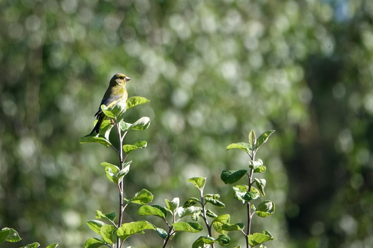 European Greenfinch (Carduelis chloris)