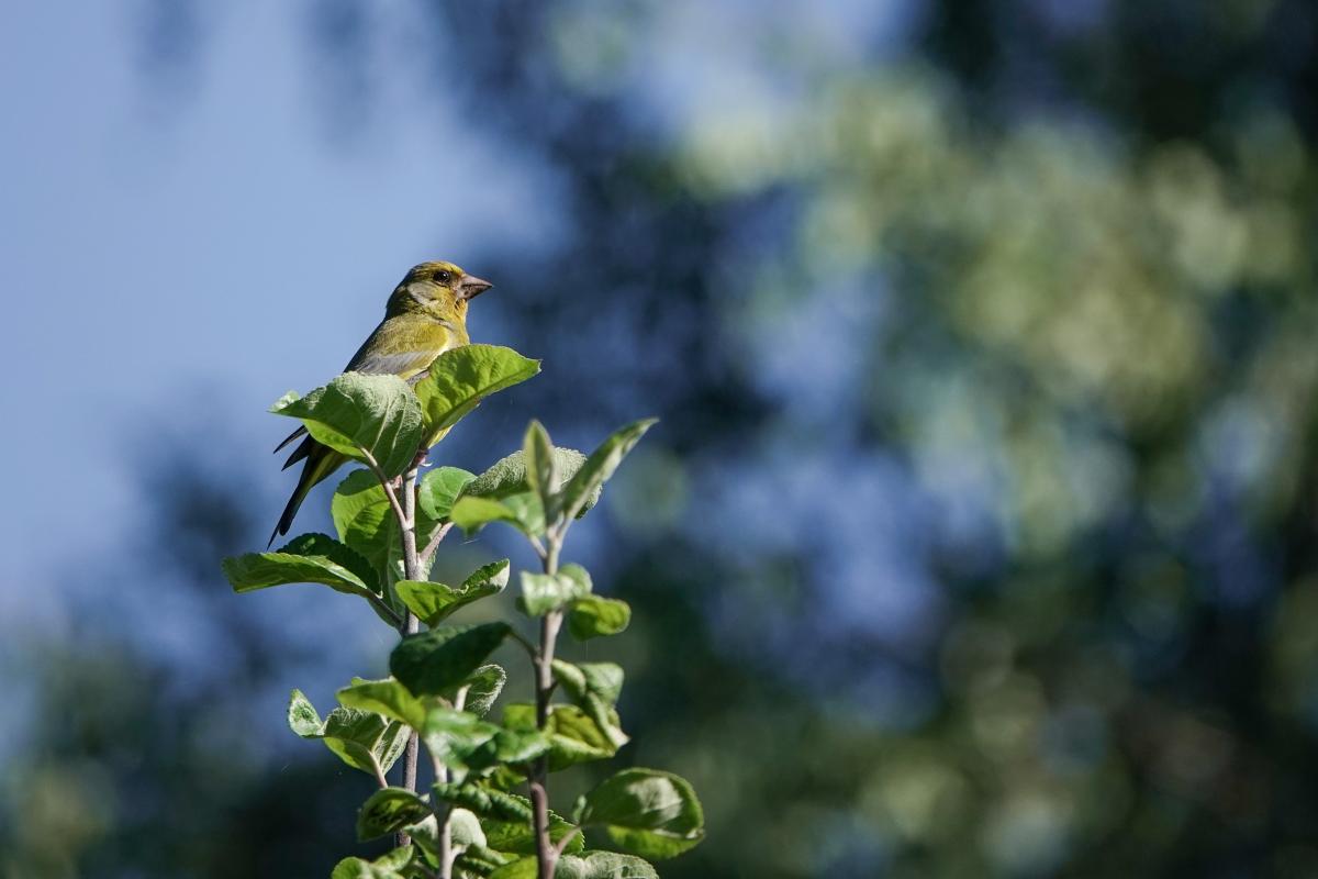 European Greenfinch (Carduelis chloris)