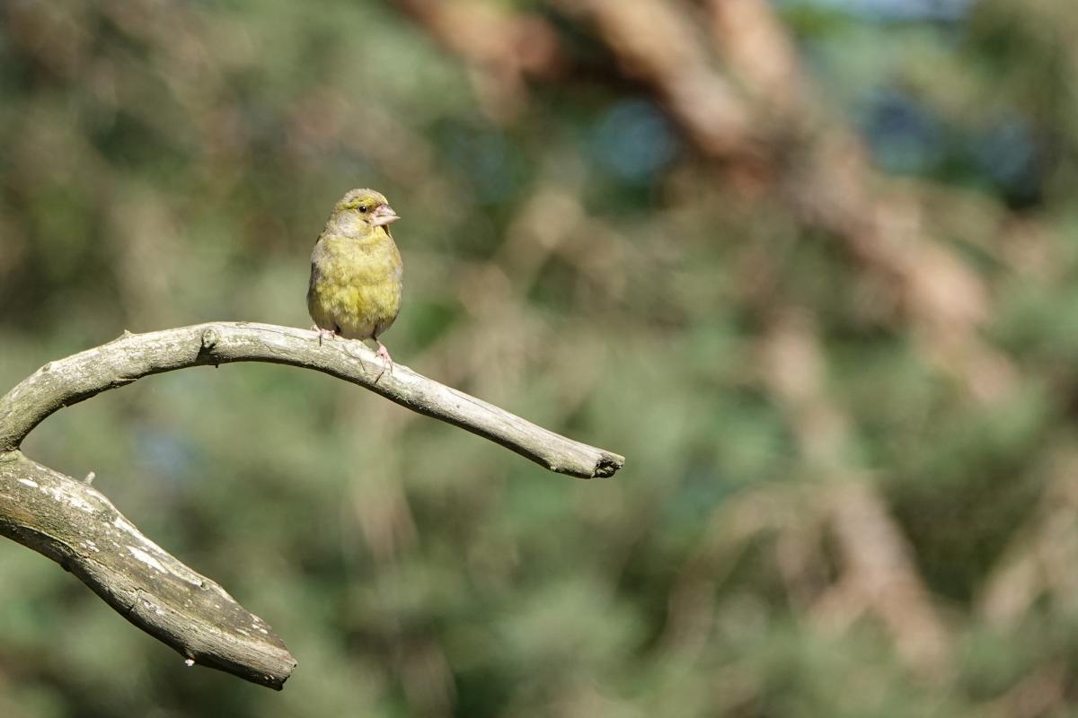 European Greenfinch (Carduelis chloris)