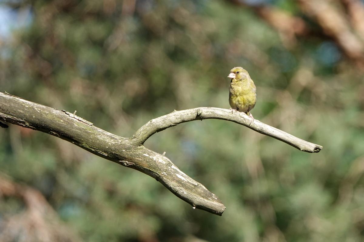 European Greenfinch (Carduelis chloris)