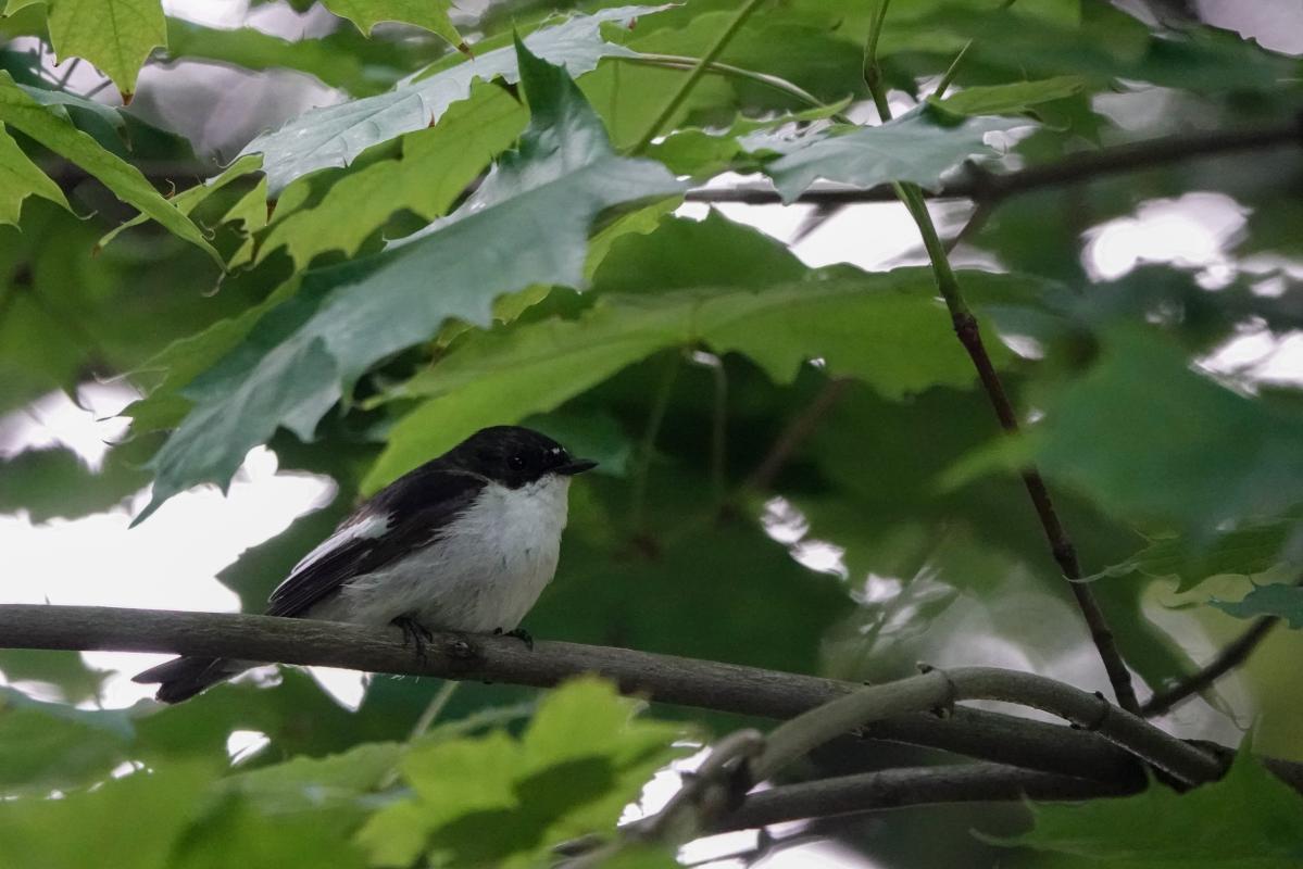 European Pied Flycatcher (Ficedula hypoleuca)