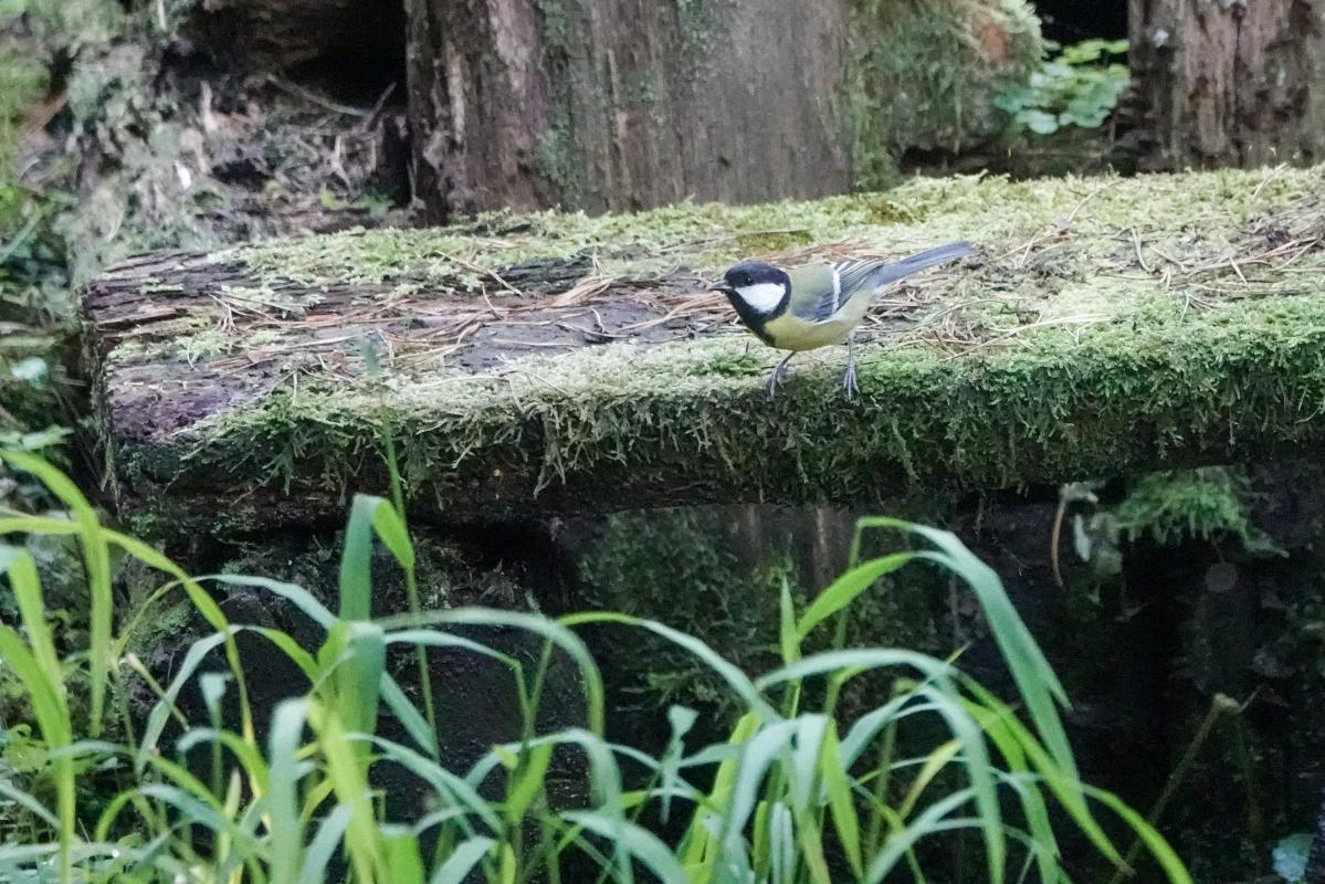 Great Tit (Parus major)