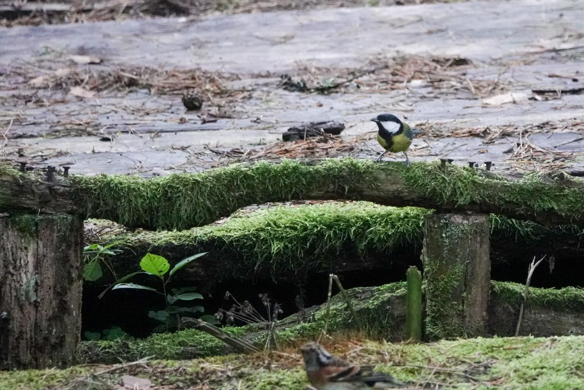 Great Tit (Parus major)