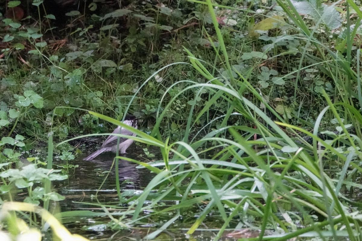 Marsh tit (Poecile palustris)