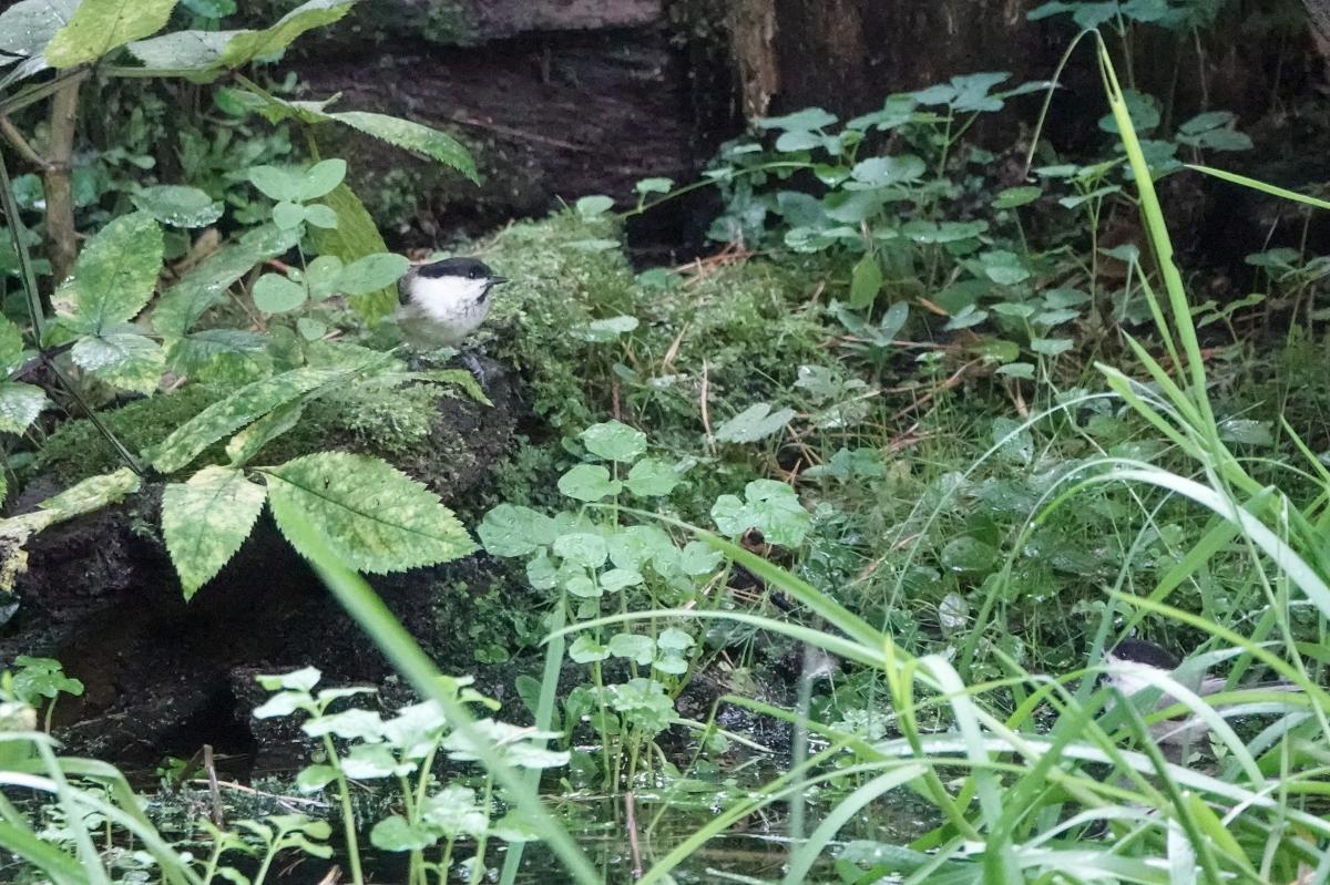 Marsh tit (Poecile palustris)