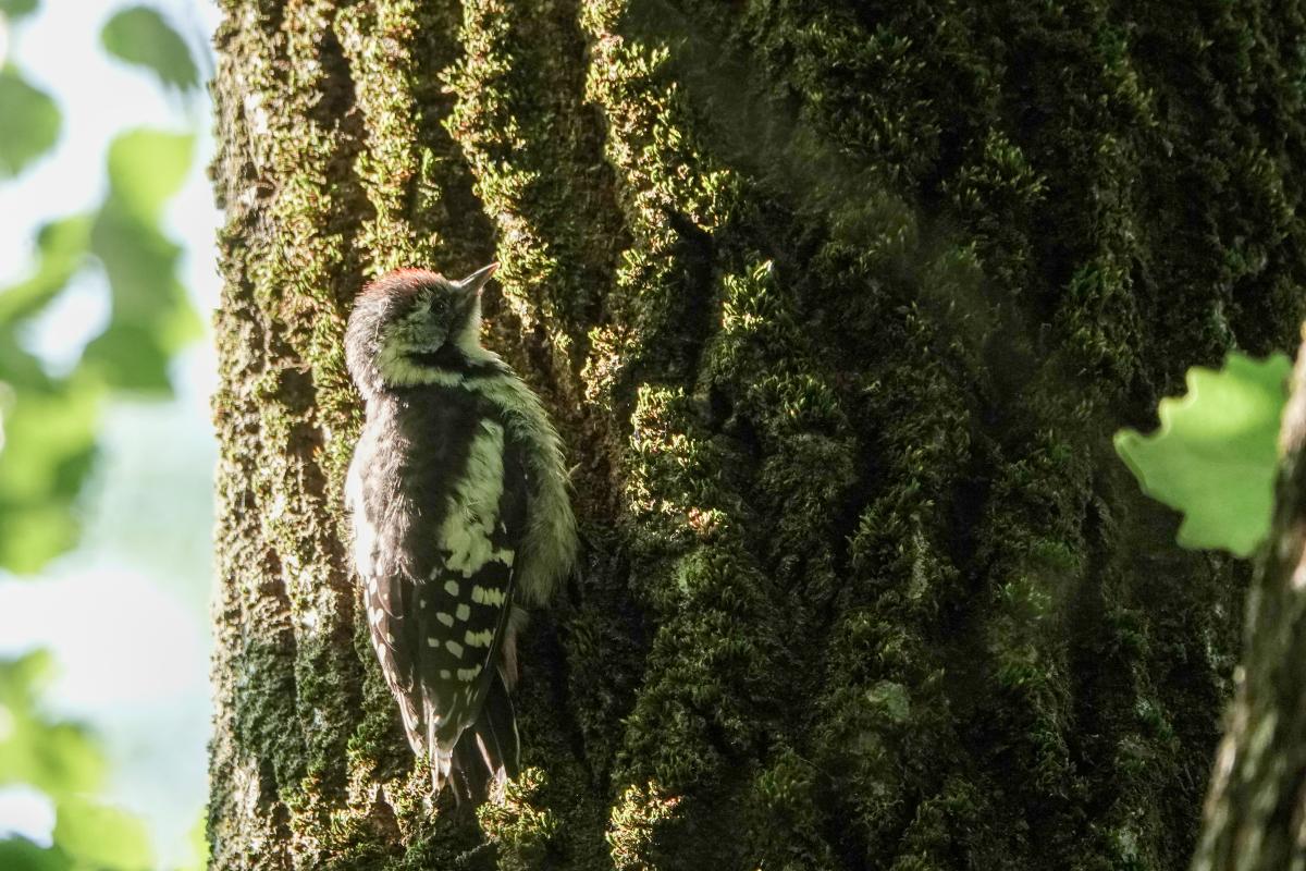 Middle spotted woodpecker (Dendrocoptes medius), Bernardine Garden, Vilnius, Vilniaus apskritis, Lithuania, 2025-06-14 Middle spotted woodpecker (Dendrocoptes medius)