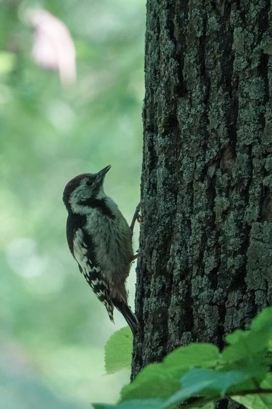 Middle spotted woodpecker (Dendrocoptes medius), Bernardine Garden, Vilnius, Vilniaus apskritis, Lithuania, 2025-06-14 Middle spotted woodpecker (Dendrocoptes medius)
