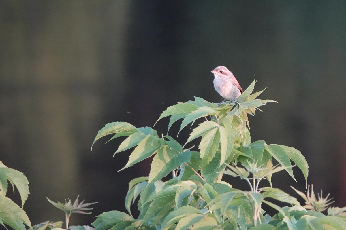 Red-backed Shrike (Lanius collurio)