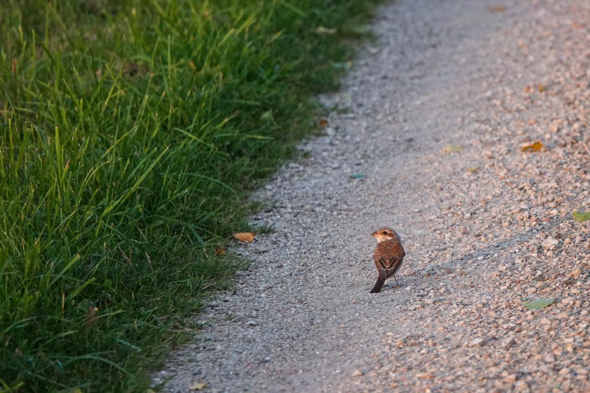 Red-backed Shrike (Lanius collurio)