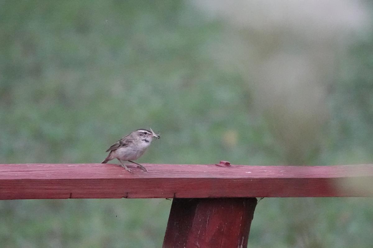 Sedge warbler (Acrocephalus schoenobaenus)