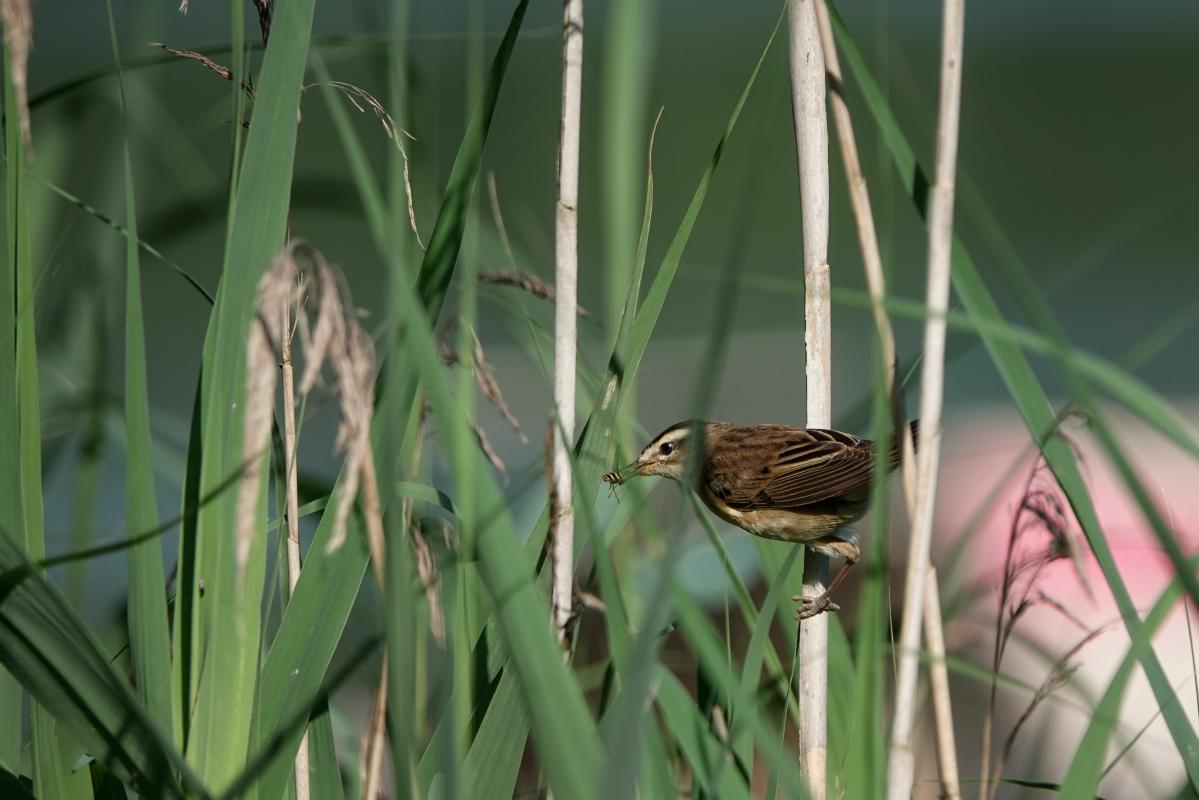 Sedge warbler (Acrocephalus schoenobaenus)