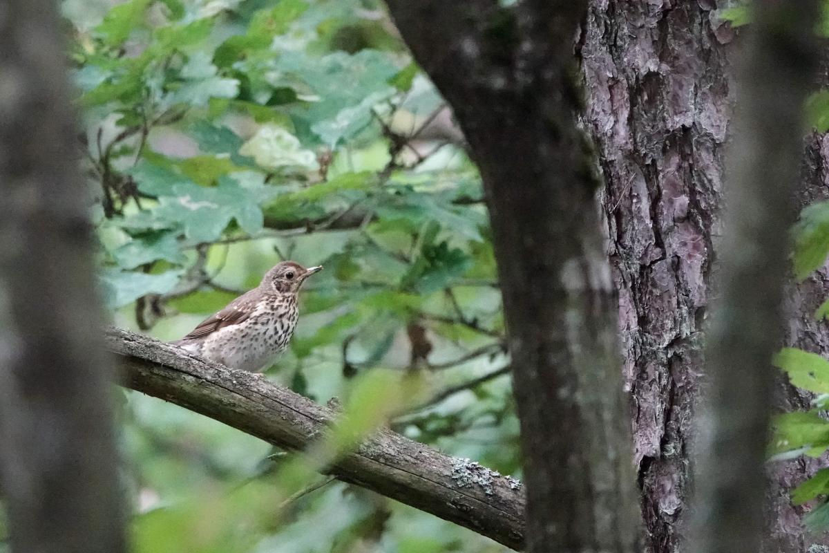 Song Thrush (Turdus philomelos)