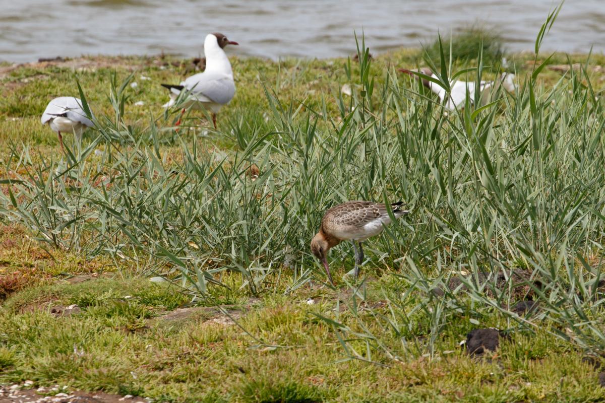 Black-tailed godwit (Limosa limosa)